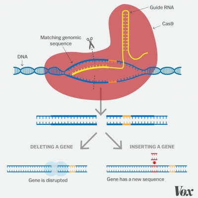 crispr/cas9 载体构建