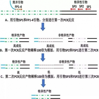 启动子克隆