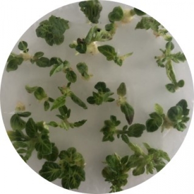 番茄转化