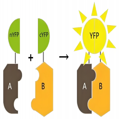 双分子荧光互补技术